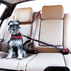 Pet Seatbelt Leash