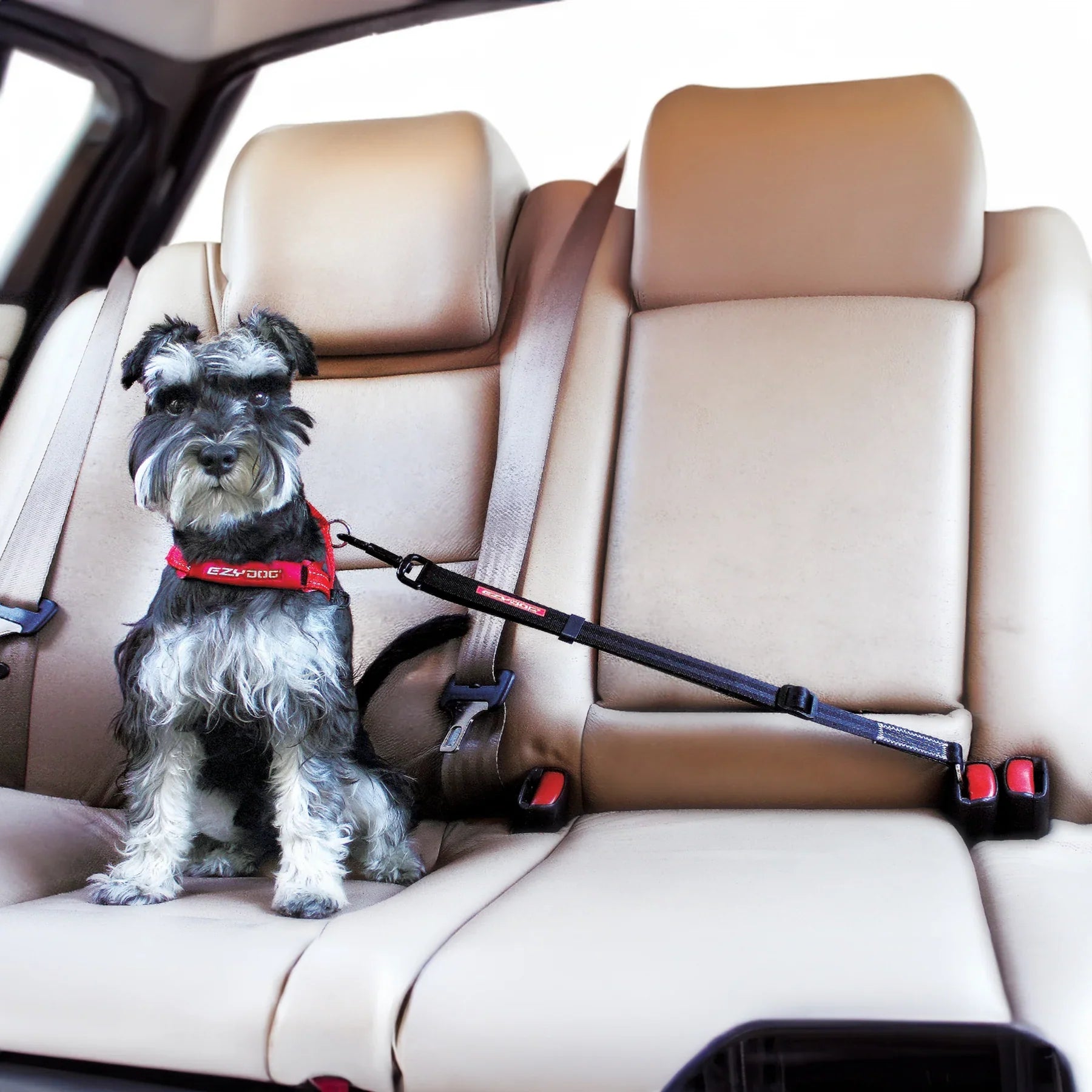 Pet Seatbelt Leash